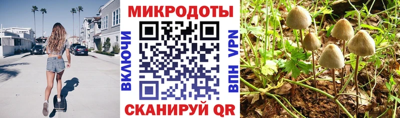 Галлюциногенные грибы Psilocybe как найти Сорочинск
